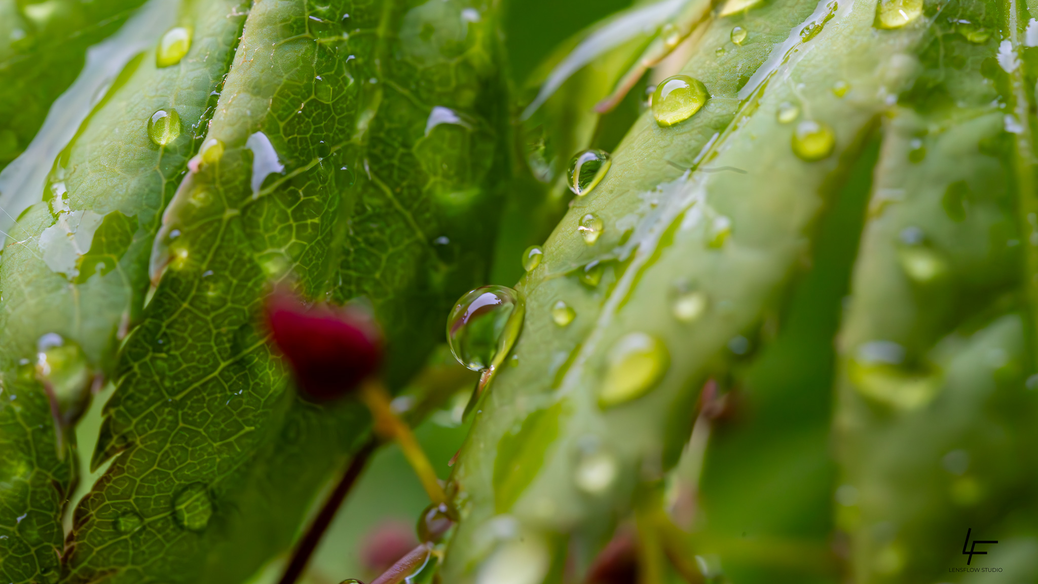 Macro Vorschau
